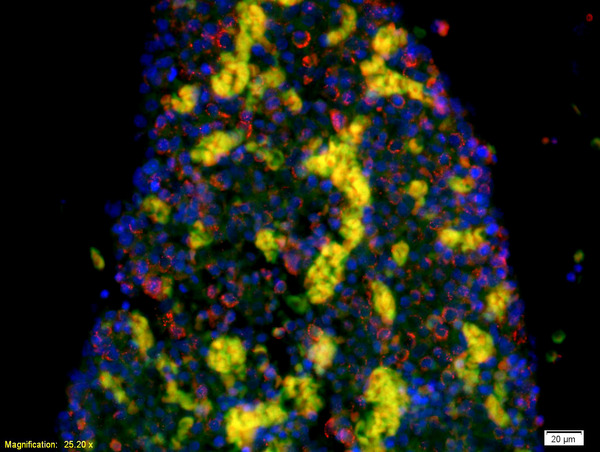 SLC6A4 Antibody (OABF00859) in Mouse embryo using Immunohistochemistry