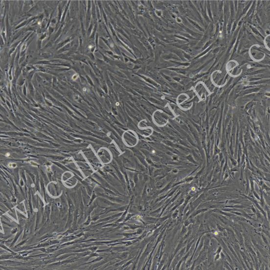 大鼠巩膜成纤维细胞/免疫荧光鉴定/镜像绮点（Cellverse）