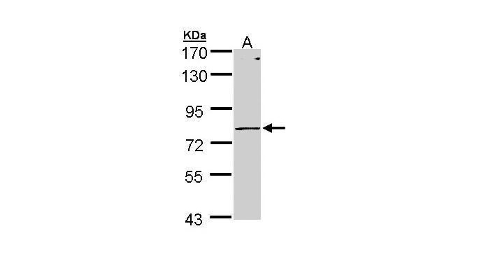PIGR antibody (OAGA00834) in Molt-4  using Western Blot