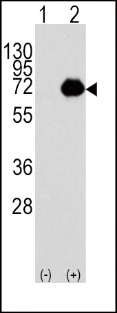 ACOX1 antibody - C - terminal region (OAAB15930) in 293 using Western Blot