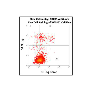 ABCB5 antibody - N - terminal region (OAAB16481) in WM852 using Flow Cytometry