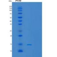 人红细胞膜相关/ERMAP重组蛋白C-6His