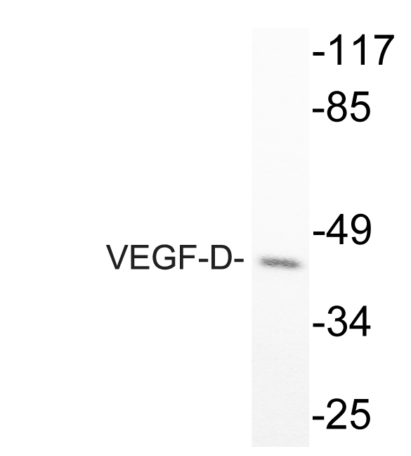 VEGF-D Antibody (OAAF06016) in COS-7 using Western blot.