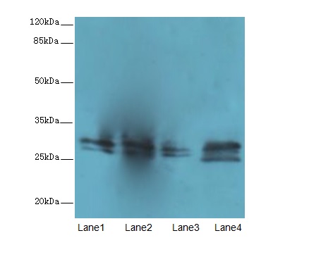 CD63 Antibody (OACA00261) using Thp-1,U87,A549,Mouse lung Western Blot