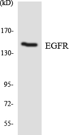 EGFR Antibody (OAAF06341) in HeLa using Western blot.