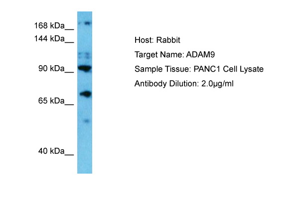 ADAM9 Antibody - C-terminal (ARP74368_P050) in Human PANC1 Whole Cell using Western Blot