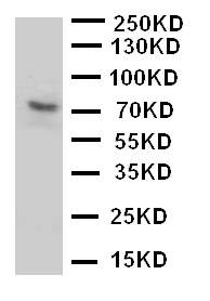 P2RX7 Antibody - N-terminal region (OABB01286) in U87 Cell Lysate using Western Blot