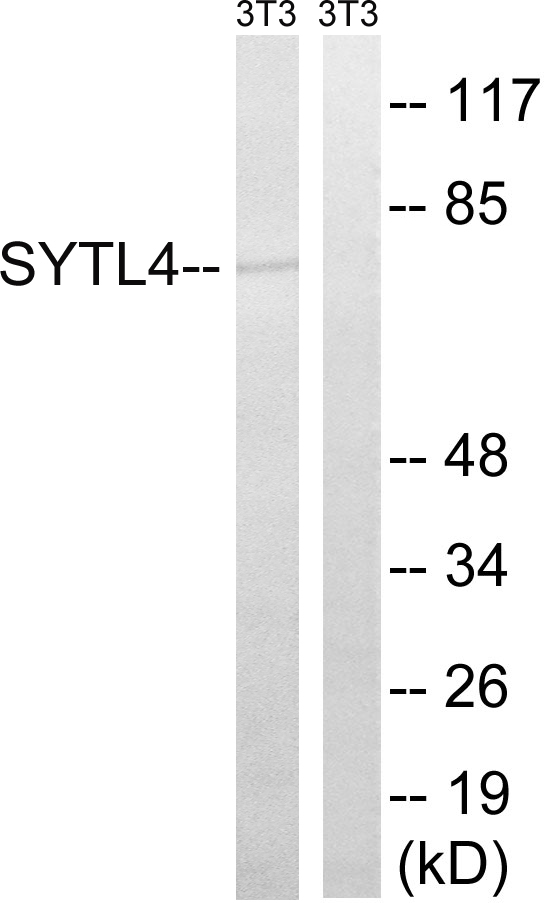 SYTL4 Antibody (OAAF04352) in NIH-3T3 using Western blot.
