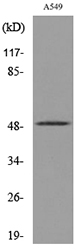 EEF1A-pan Antibody (Acetyl-Lys41) (OAAF08220) in A549 using Western Blot
