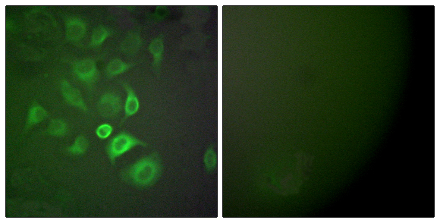 S100A1 Antibody (OAAF01918) in A549 using Immunofluorescence.