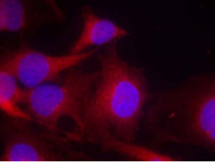 PLCG2 Antibody (OAEC00528) in HeLa using Immunofluorescence