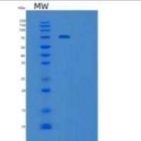 人胶质细胞系来源神经营养因子受体α2(GFRa2)重组蛋白C-Fc-6His