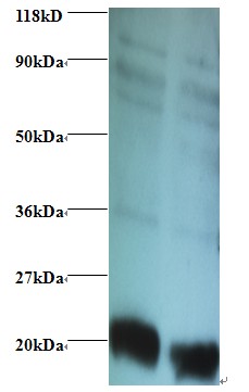 Rabbit anti-human 60S ribosomal protein L36a-like (OACA00750) in EC109 , 293T using Western Blot
