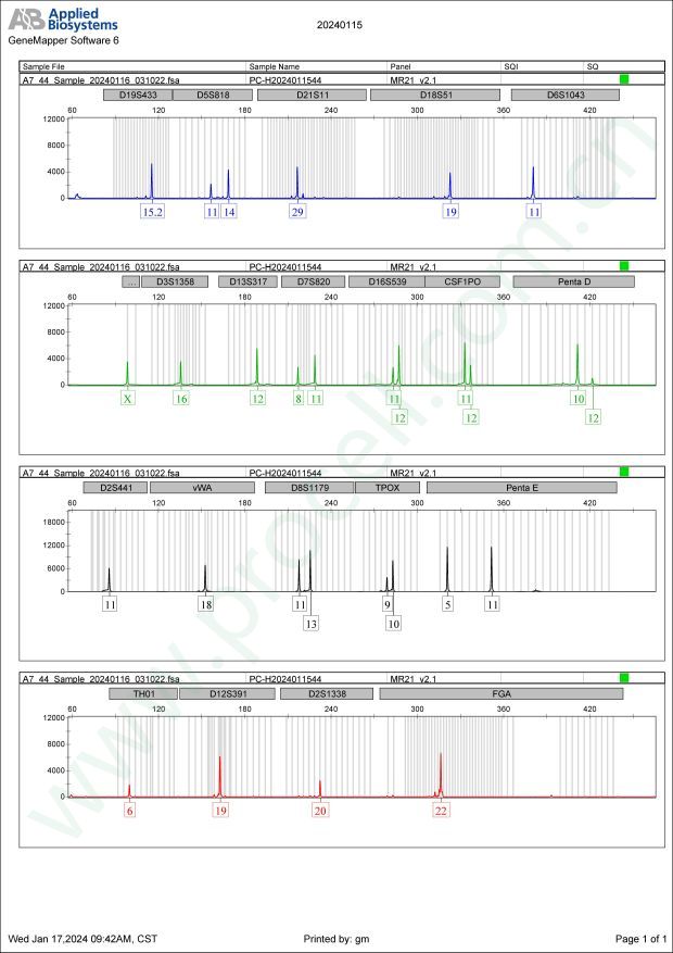 NCI-H1437(人肺癌细胞)