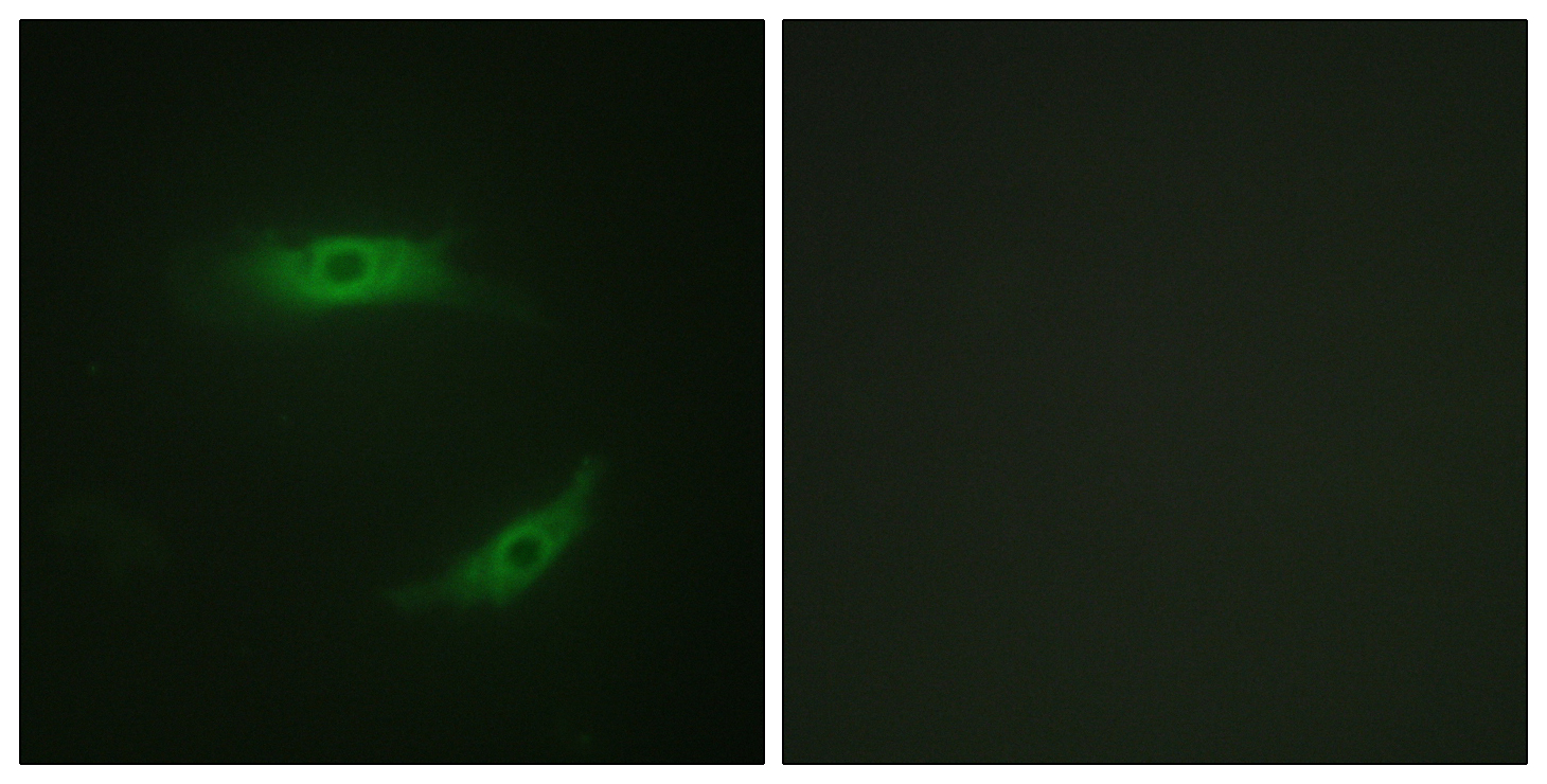 CD4 Antibody (Phospho-Ser433) (OAAF07533) in HepG2 using Immunofluorescence