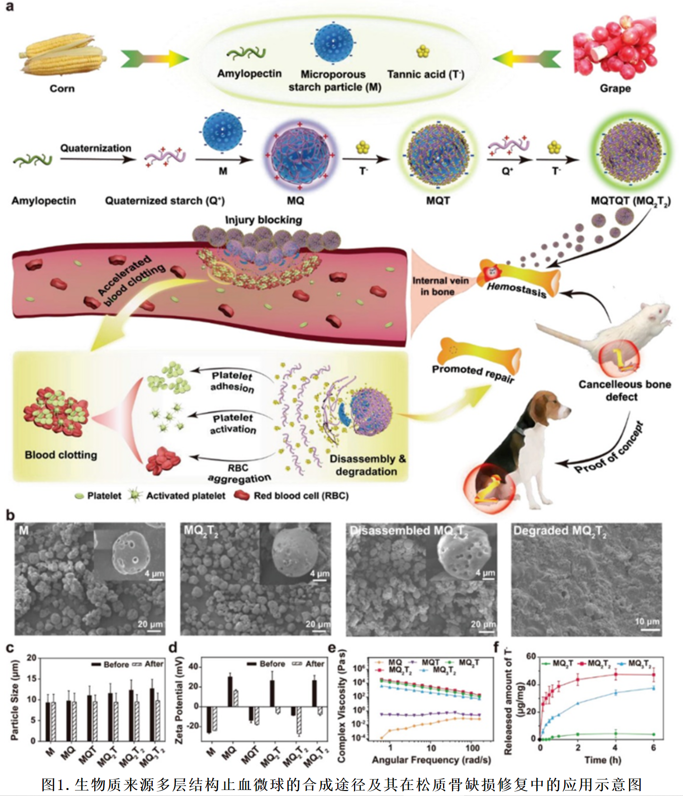 Advanced Science（IF=15）用于加速止血和骨修复的生物质衍生多层结构微球