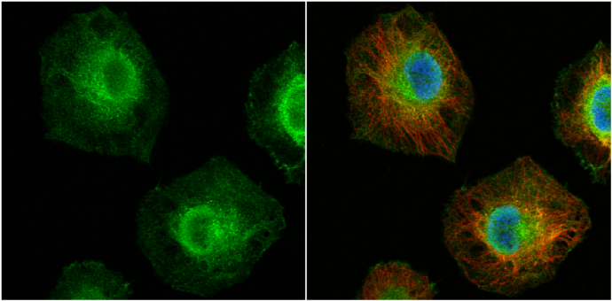 MCL1 Antibody (OAGA01794) in Hela using Immunofluorescence