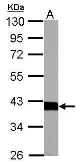 ALDOB Antibody (OAGA01567) in PC-12 using Western Blot