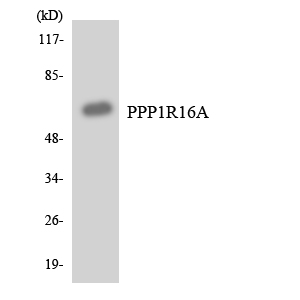 PPP1R16A Antibody (OAAF06956) in HeLa using Western blot.