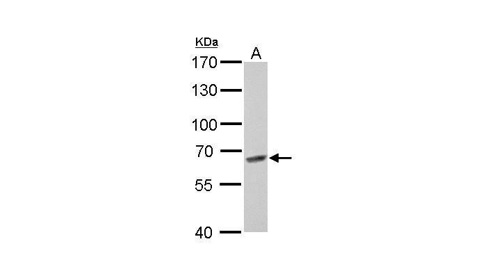 MUS81 antibody (OAGA00008) in Rat2 using Western Blot