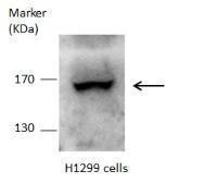 DOT1L Antibody (OAGA02382) in H1299 using Western Blot