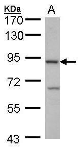 CBLB Antibody - C-terminal region (OAGA01902) in HepG2 using Western Blot
