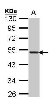 CXCR5 Antibody - middle region (OAGA01257) in HepG2 using Western Blot