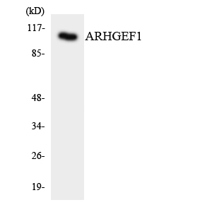 ARHGEF1 Antibody (OAAF06111) in HepG2 using Western blot.