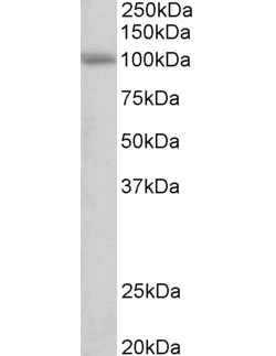 Goat anti-SIDT1 (aa334-347) middle region Antibody (OAEB02866) in Human Cerebellumcells using Western Blot