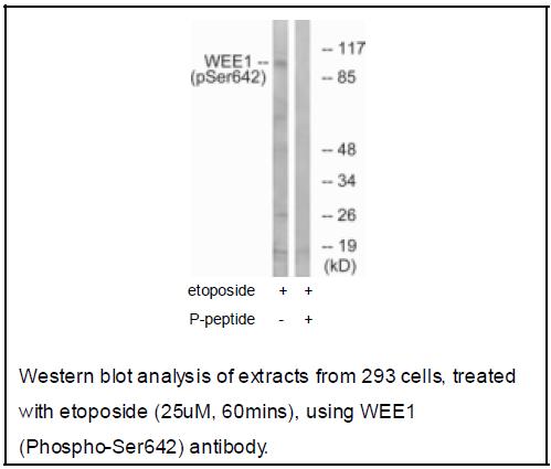 WEE1 (Phospho-Ser642) Antibody (OAEC02435) in 293 using Western Blot