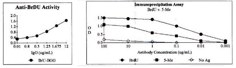BRDU Antibody (OAEG00768) in BrdU labeled BGG (left). BrdU, 5-methyl cytosine (5-Me) and control (No Ag) using Immunoprecipitation