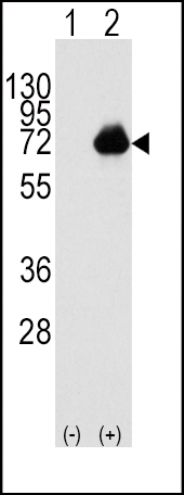ACOX1 antibody - C - terminal region (OAAB15930) in 293 using Western Blot