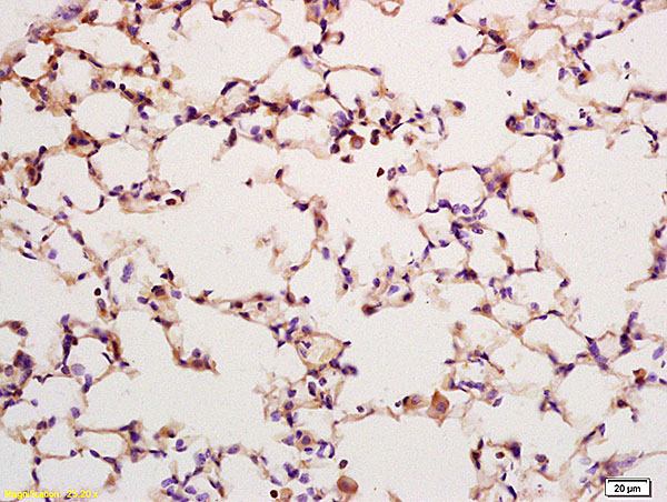 KLK6 Antibody (OABF01617) in Rat lung using Immunohistochemistry