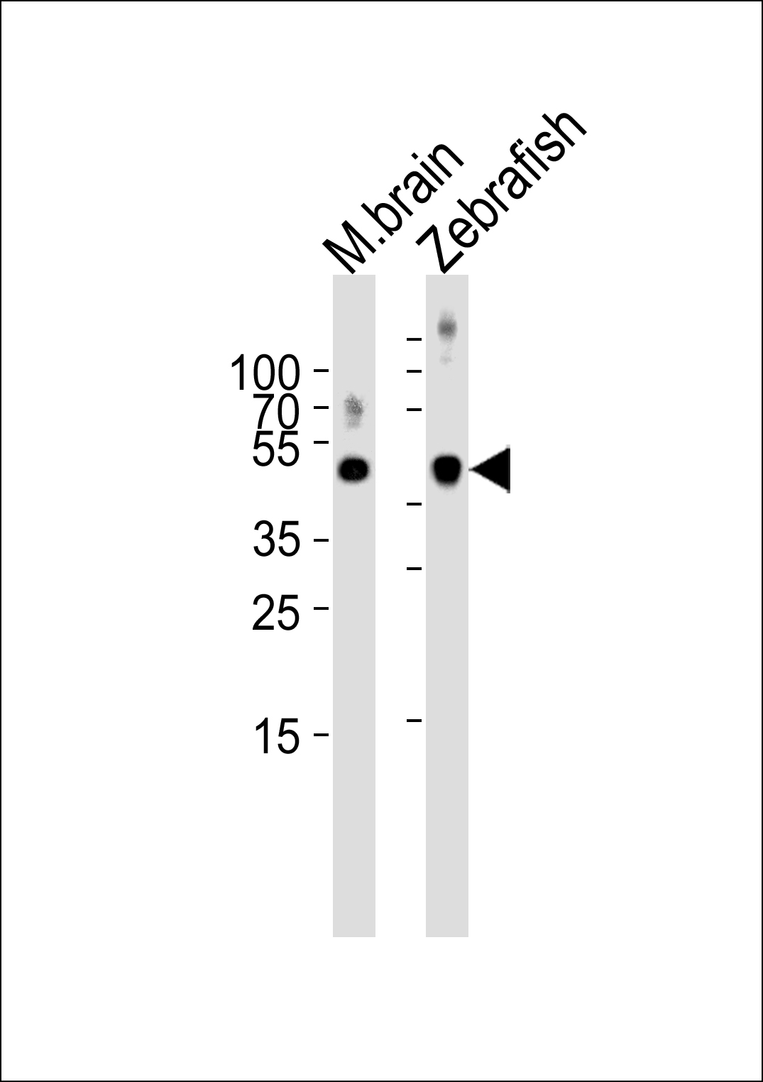 SPOP Antibody - N-terminal (OAAB18659) in Mouse brain and Zebrafish tissue lysate (from left to right) using Western Blot