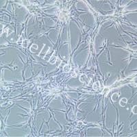 U87MG+luc |U87MG/luc|U87MG/luc细胞|人脑星形胶质母细胞瘤稳定表达荧光素酶