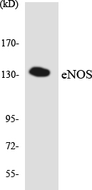 eNOS Antibody (OAAF06359) in RAW2647cells using Western blot.
