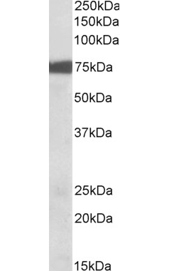 Goat anti-RPS6KA2 -C-terminal region (near) Antibody (OAEB02635) in Mouse Lungcells using Western Blot