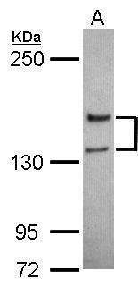 GRIN2A Antibody (OAGA02167) in Jurkat using Western Blot