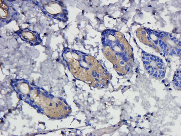 PIGR Antibody (OABI00022) in Rat skin tissue using Immunohistochemistry