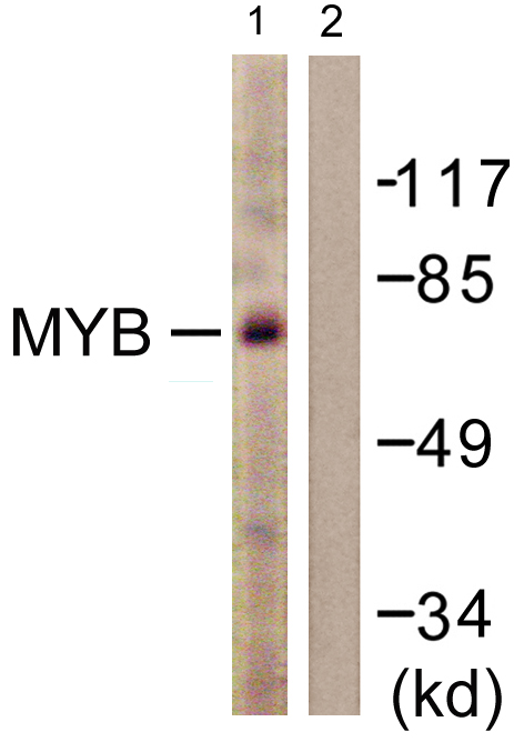 MYB Antibody (OAAF00793) in HuvEc using Western blot.