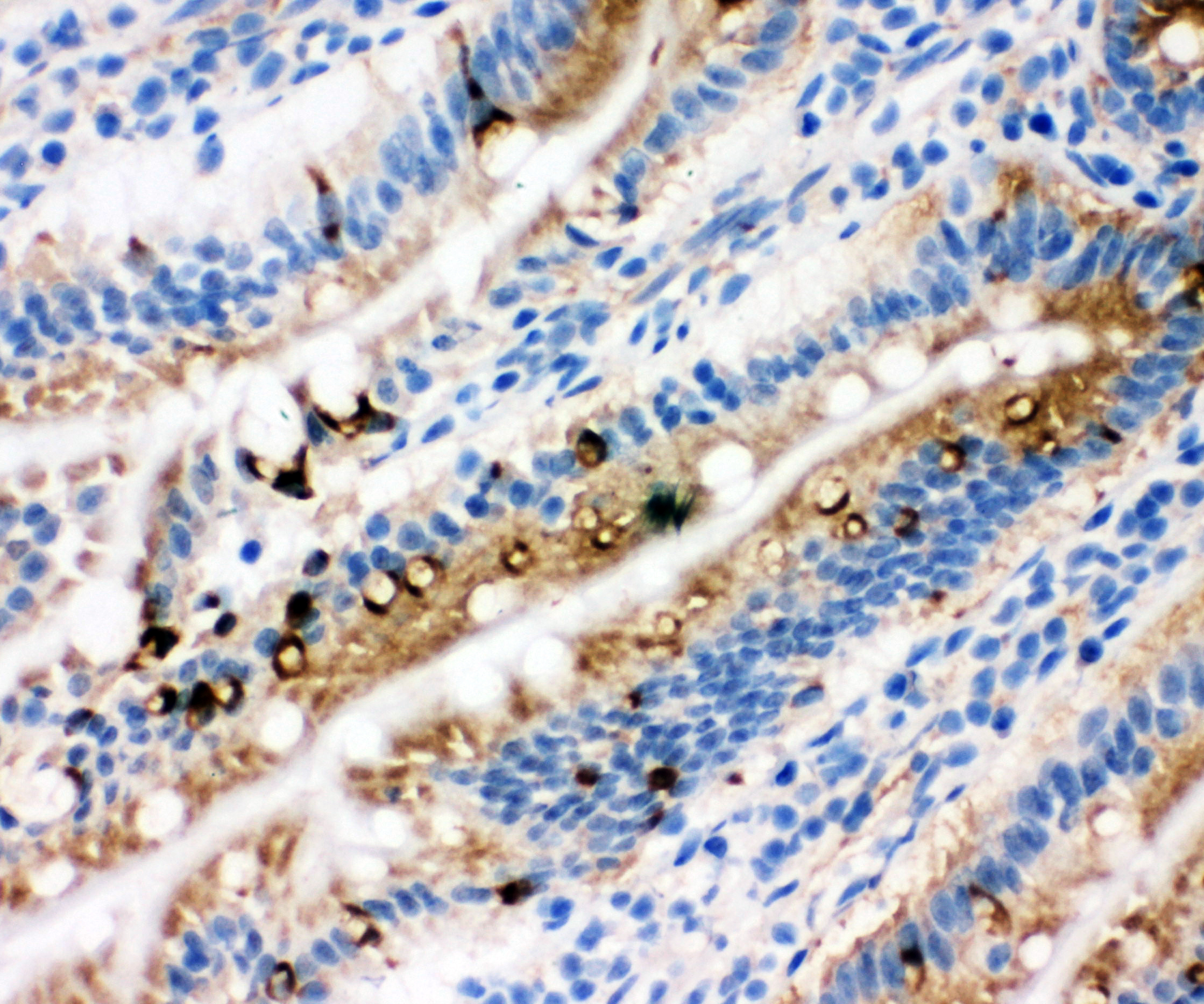 EGR1 Antibody - N-terminal region (OABB01340) in Rat Intestine Tissue using Immunohistochemistry