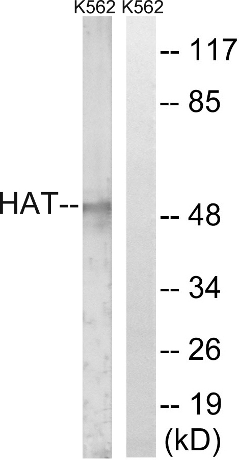 HAT1 Antibody (OAAF01952) in K562 using Western blot.