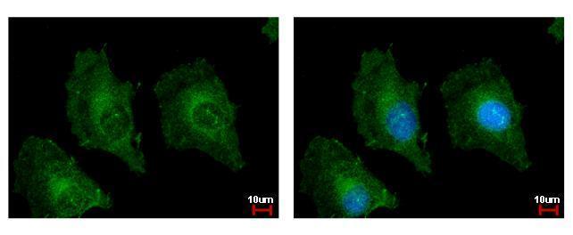 TSPAN3 Antibody (OAGA02810) in Hela using Immunofluorescence