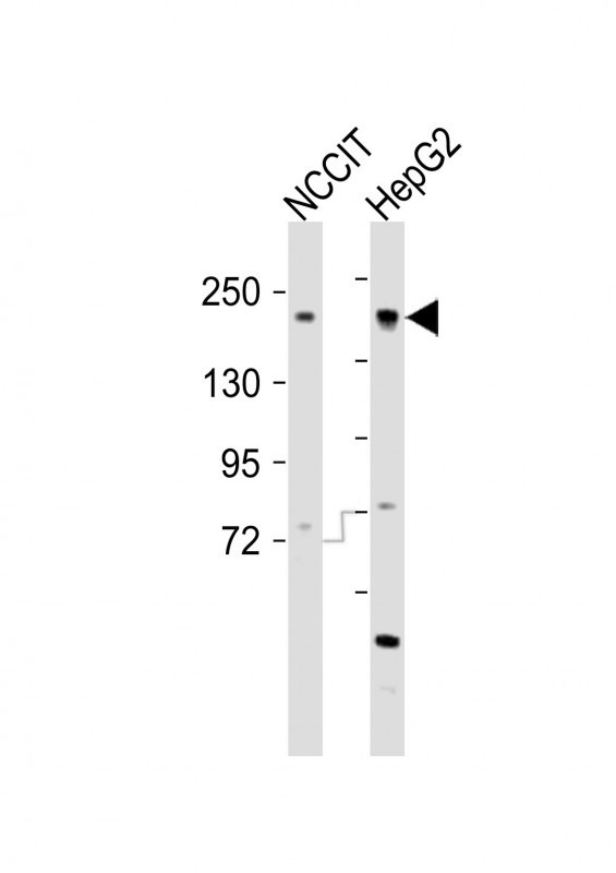 Ehmt2 Antibody - N-terminal region (OAAB19226) in NCCIT whole cell lysates, HepG2 whole cell lysates using Western Blot