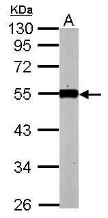 KLF12 Antibody (OAGA02269) in Mouse kidney using Western Blot