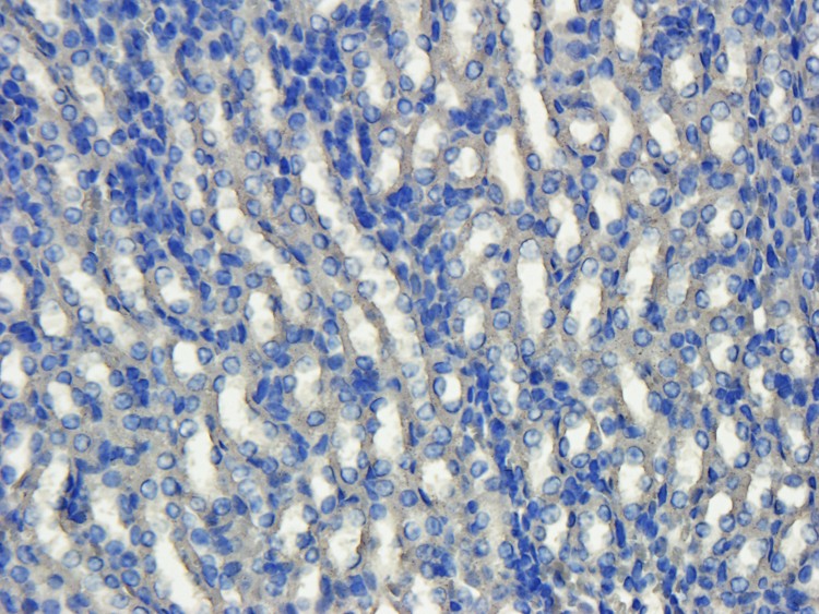 VEGF165 Antibody (OABI00020) in Pig large intestines tissue using Immunohistochemistry
