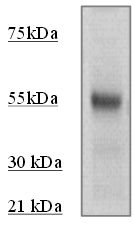 Rabbit Anti-P53 Antibody (Phospho-Ser37)(OAAI00469) in UV stimulated Hela  using Western Blot.
