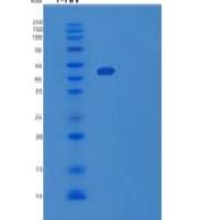 小鼠CD40配体(CD40L)重组蛋白