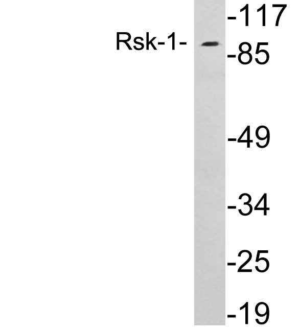 Rsk-1 Antibody (OAAF05946) in 293 using Western blot.