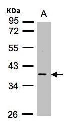 MCL1 Antibody (OAGA01794) in Raji using Western Blot